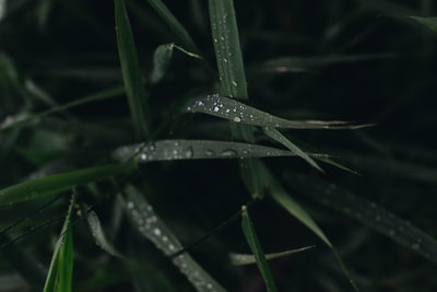 叶子上露水的特写照片